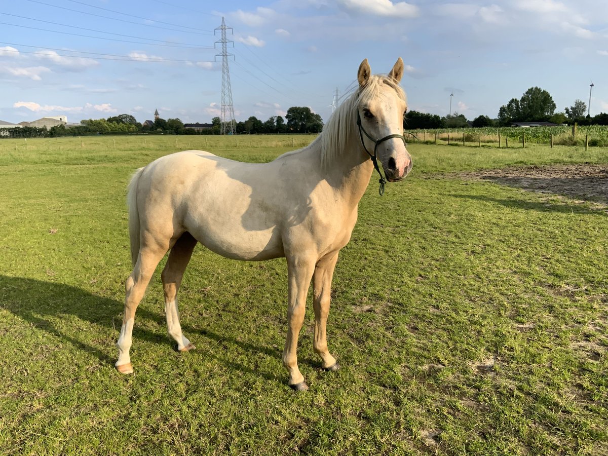 NRPS Stallion 2 years 14,2 hh Palomino in Daknam