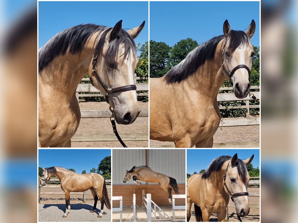 NRPS Stallion 3 years in Den Ham