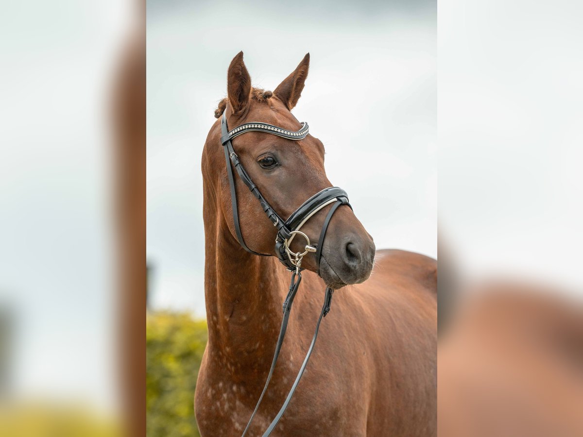 NRPS Stallion 4 years 14,2 hh Chestnut-Red in Gomadingen