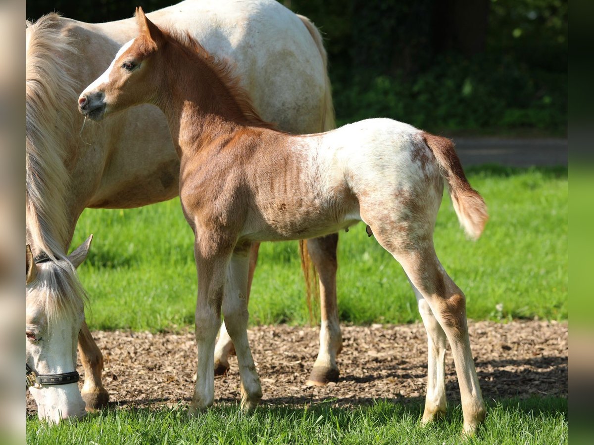 NRPS Stallion  14,1 hh Chestnut-Red in Aalten