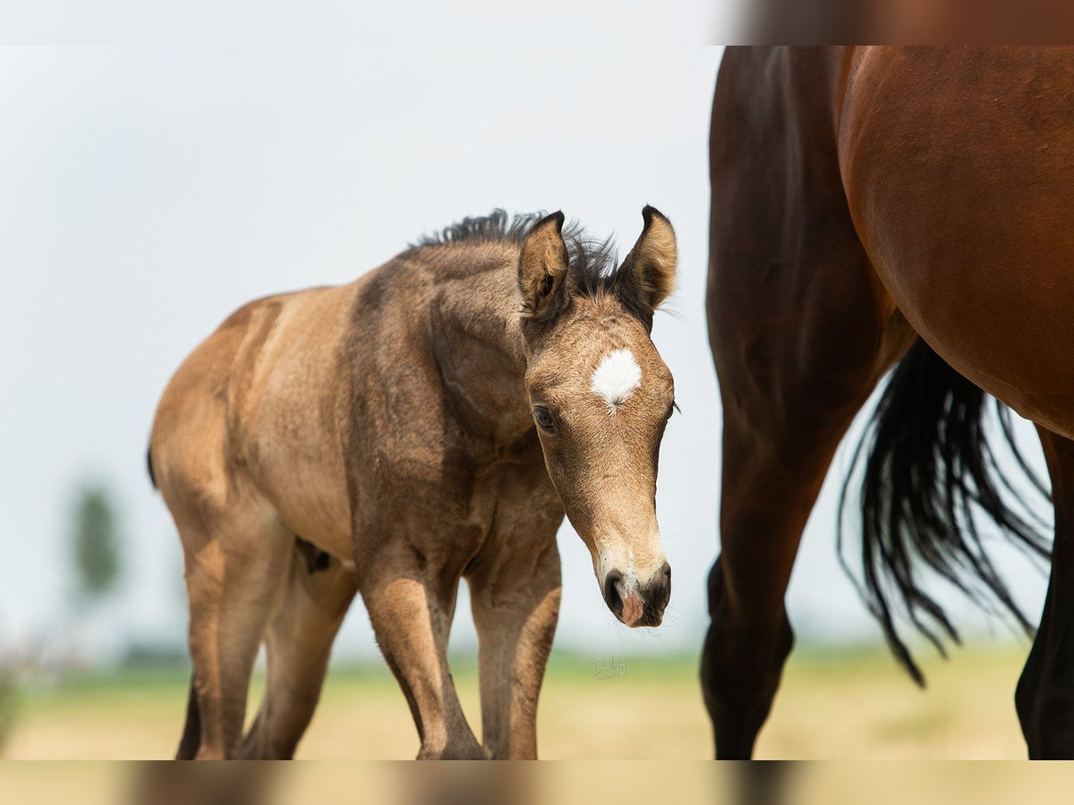 NRPS Stallion Foal (06/2024) 16,1 hh in Tholen