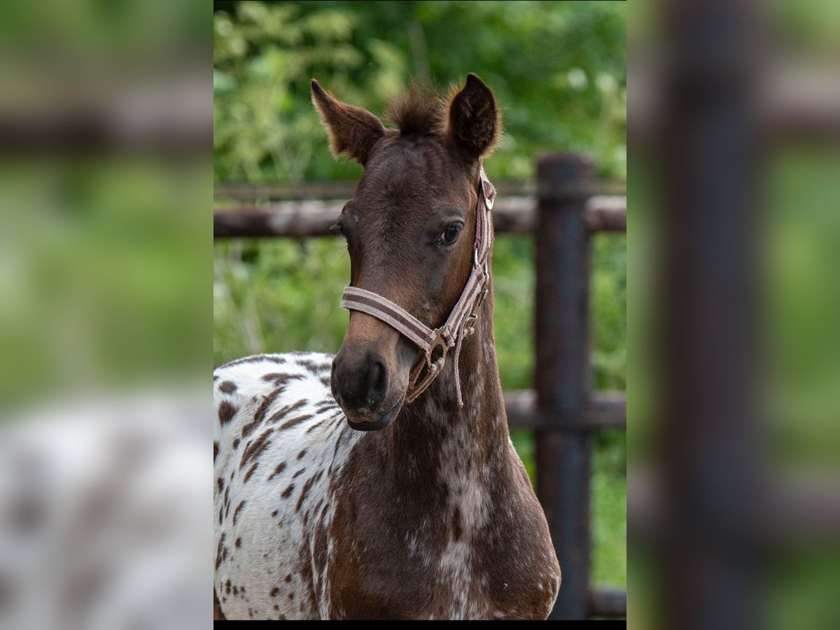 NRPS Stallion 16 hh Leopard-Piebald in Broeksterwâld NRPS Stallion 16 hh Leopard-Piebald in Broeksterwâld