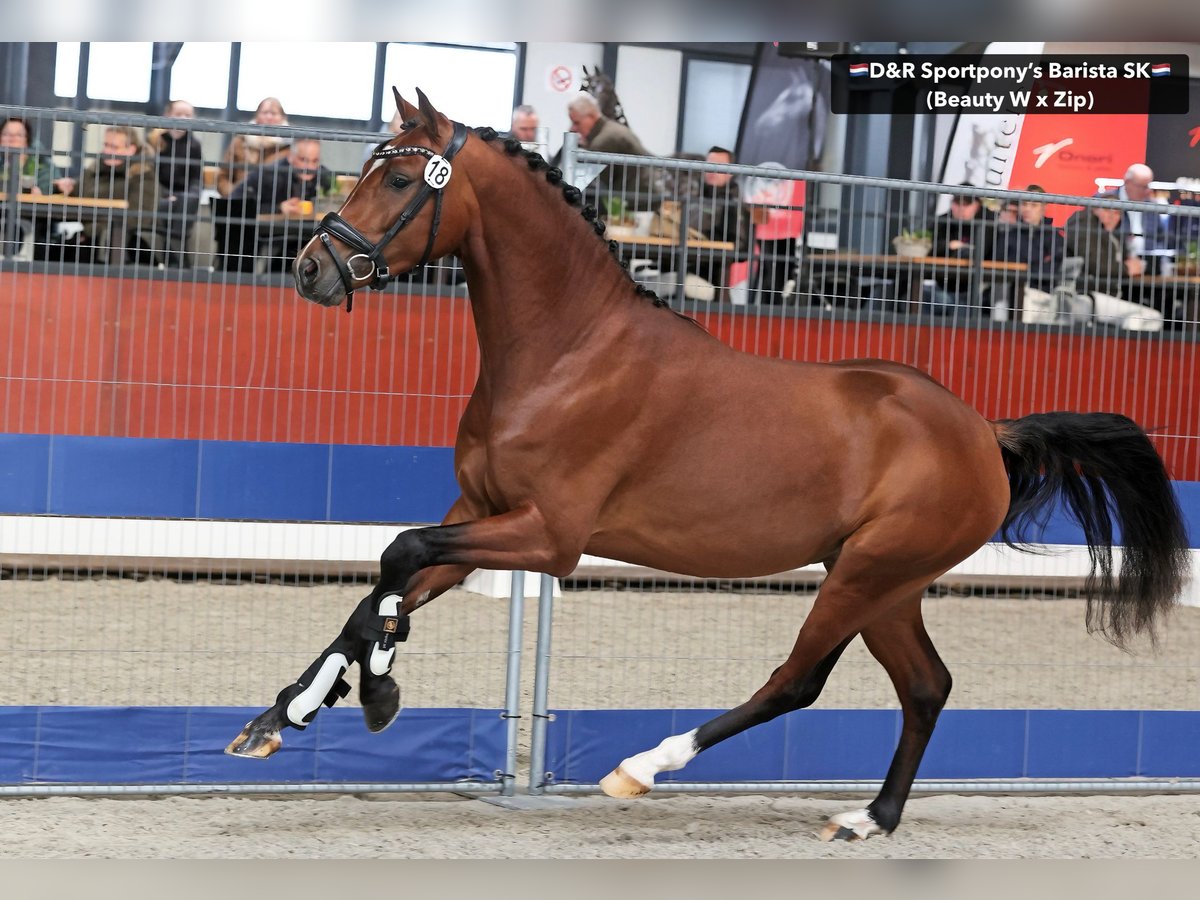 NRPS Stallone 3 Anni 146 cm Baio in Nistelrode
