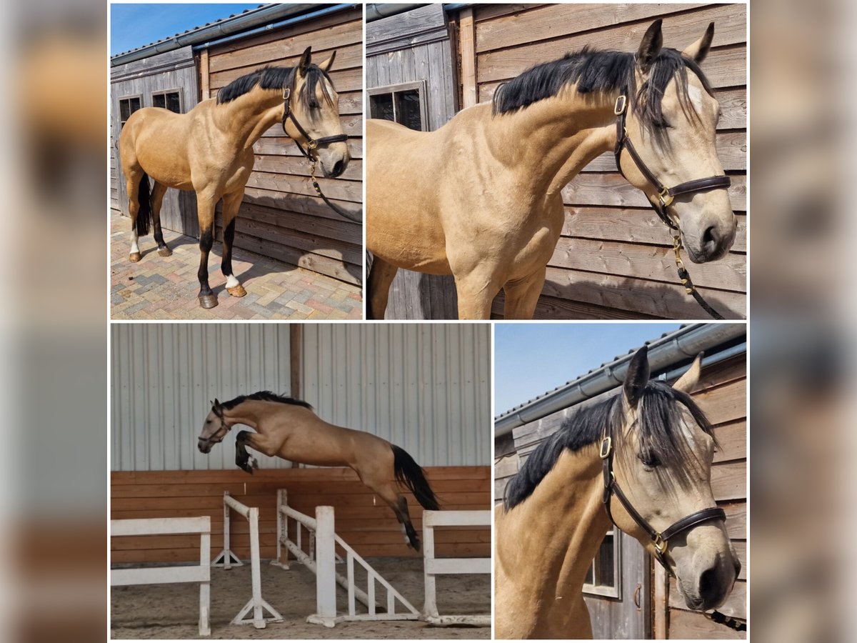 NRPS Stallone 3 Anni Falbo in Den Ham NRPS Stallone 3 Anni Falbo in Den Ham