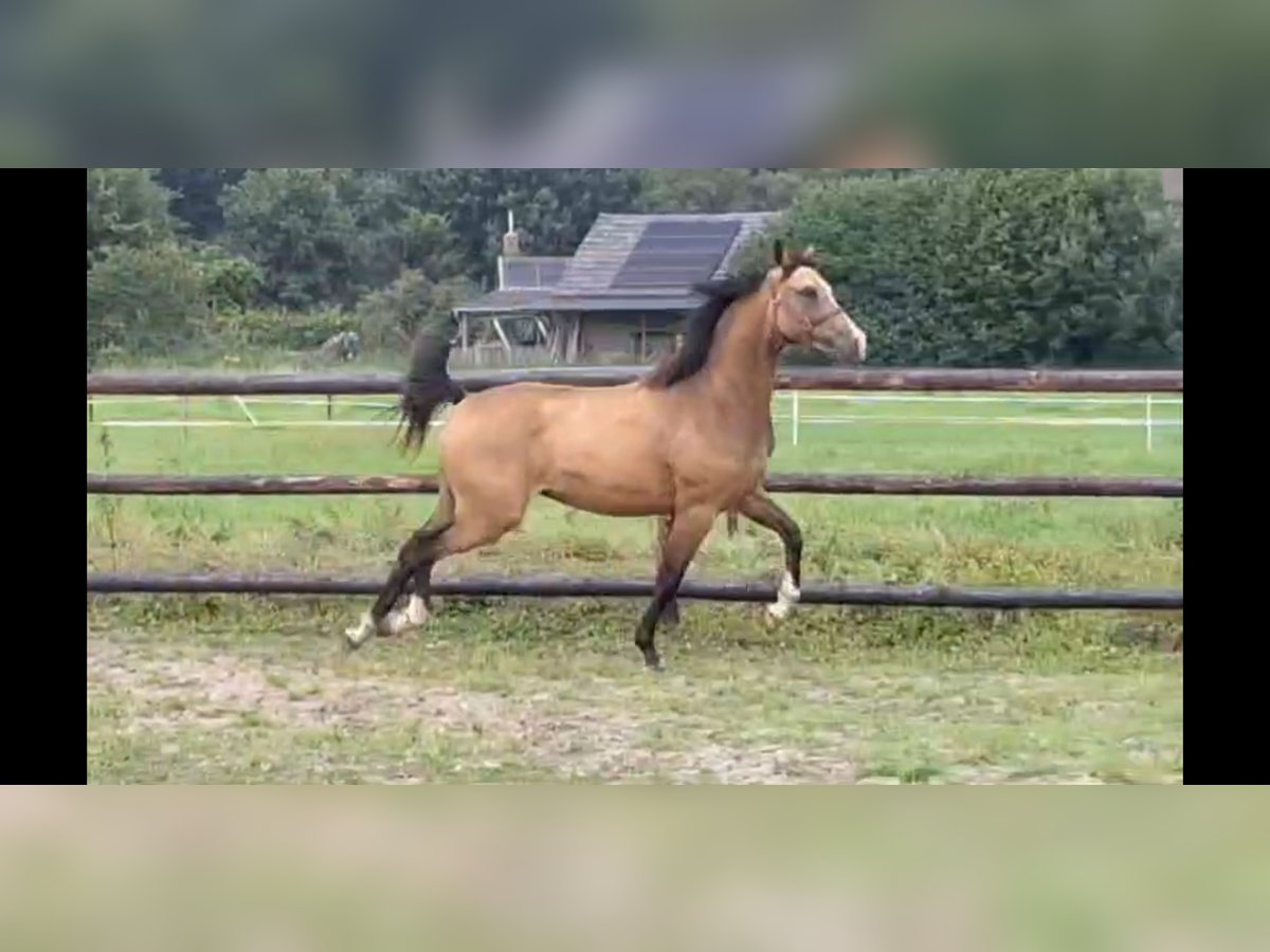 NRPS Sto 2 år 144 cm Gulbrun in Sint Hubert