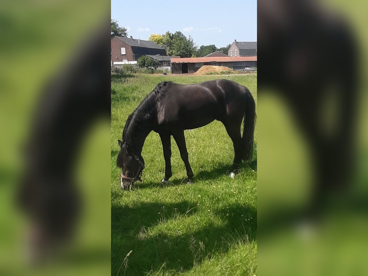 NRPS Sto 4 år 147 cm Svart in Meerlo