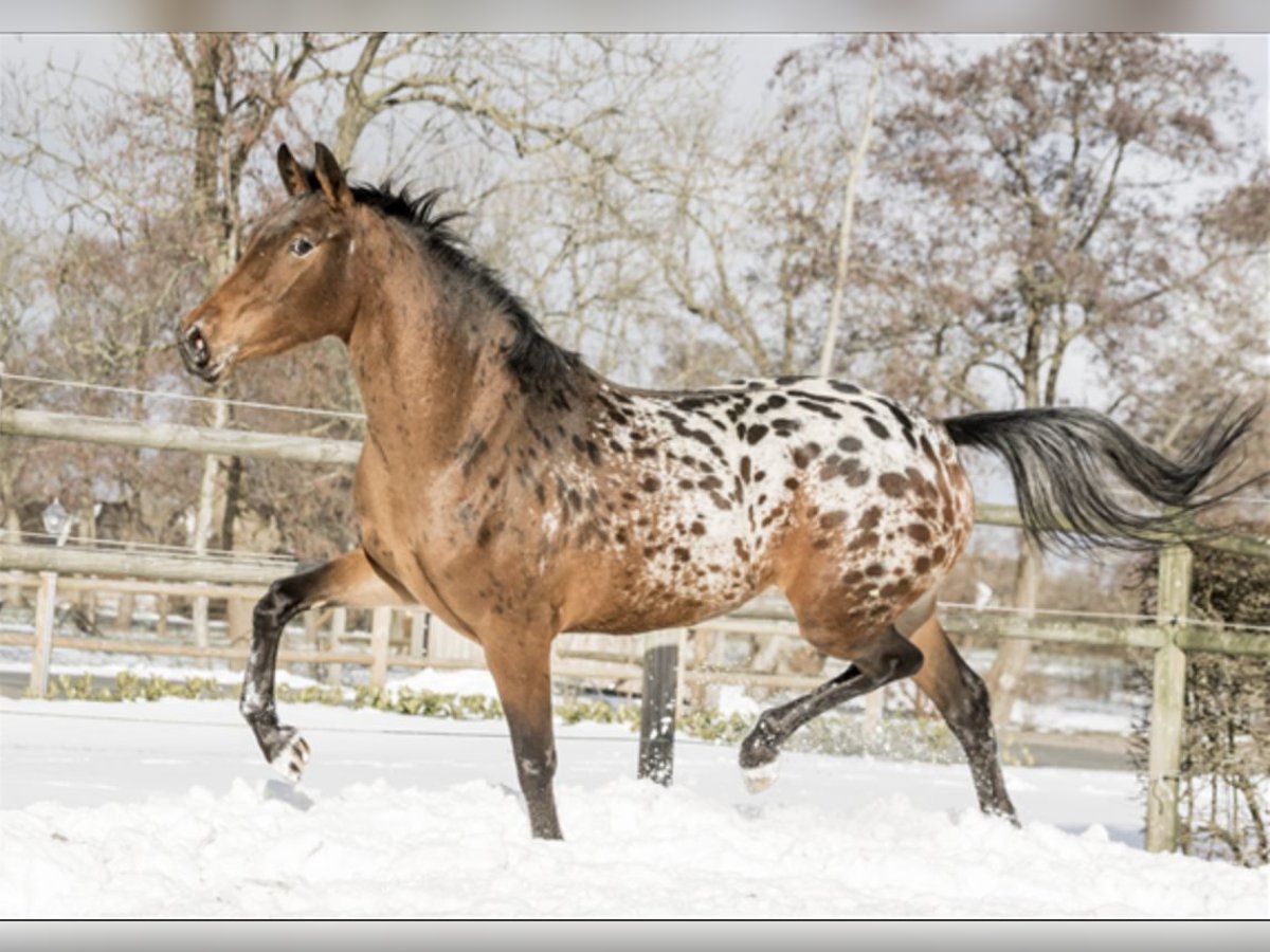 NRPS Sto 6 år 164 cm Leopard-Piebald in Lutjegast