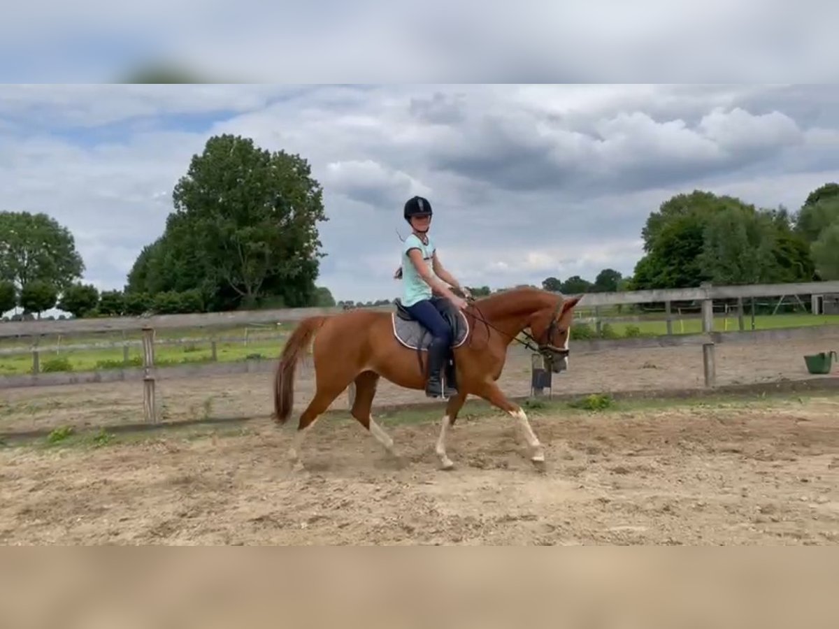 NRPS Stute 22 Jahre 139 cm Fuchs in Geffen