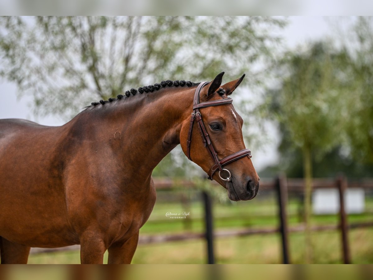 NRPS Stute 3 Jahre 143 cm Brauner in Gelselaar