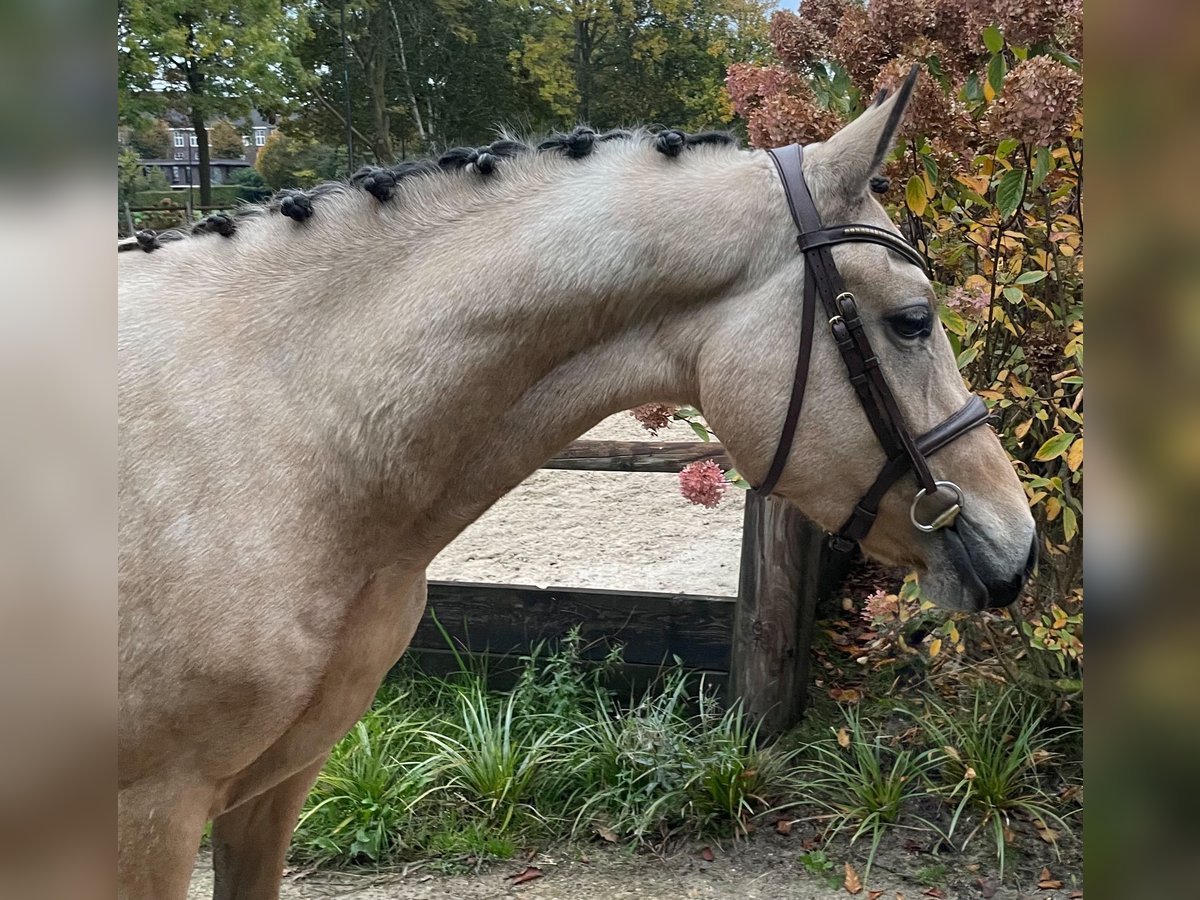 NRPS Stute 3 Jahre 146 cm Buckskin in Vlijmen