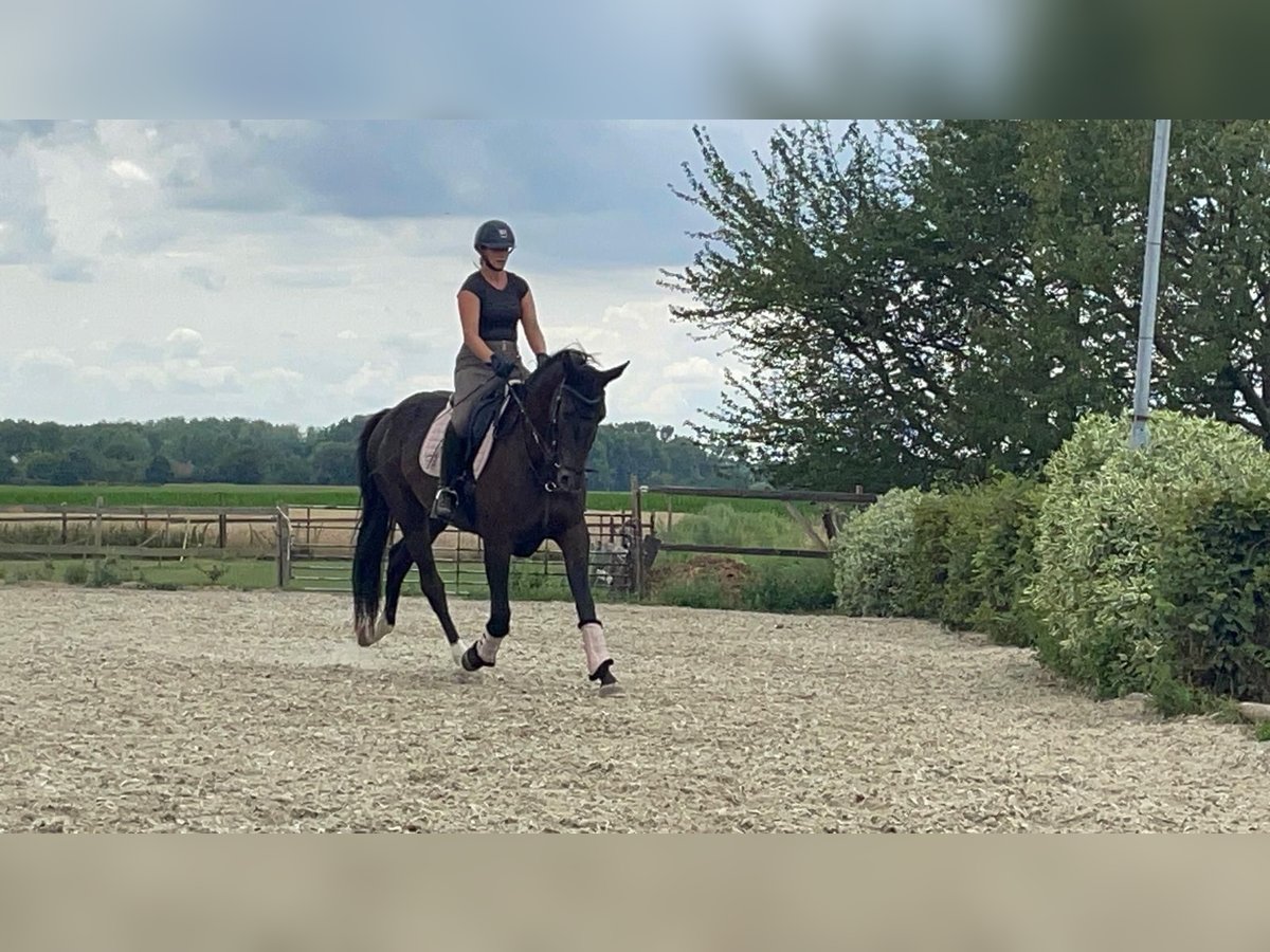 NRPS Stute 3 Jahre 168 cm Dunkelbrauner in Ninove