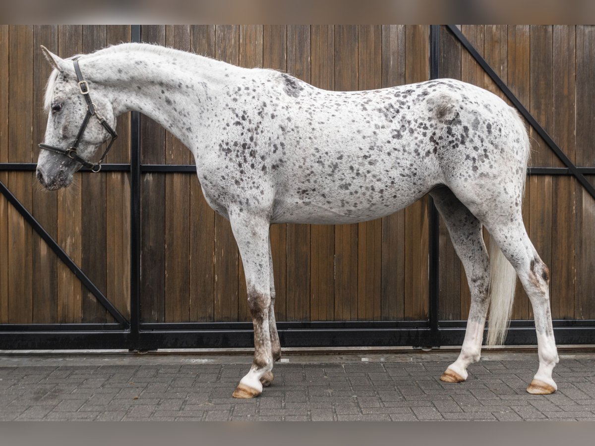 NRPS Stute 5 Jahre 147 cm Tigerschecke in Kaatsheuvel