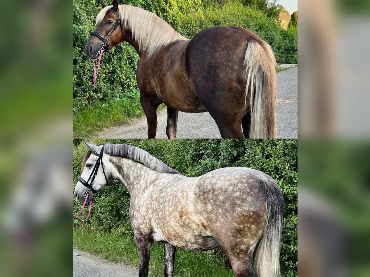 NRPS Stute 5 Jahre 150 cm Dunkelfuchs in Zwartewaal