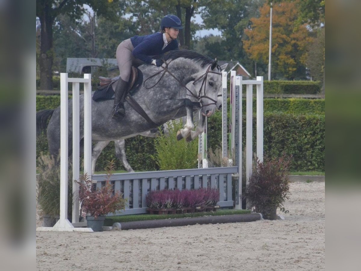 NRPS Stute 5 Jahre 164 cm Schimmel in Beilen