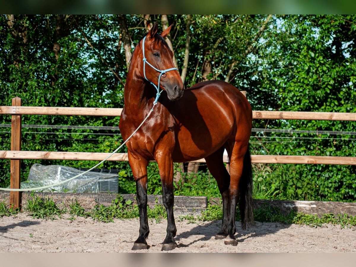 NRPS Stute 6 Jahre 163 cm Brauner in Drachten
