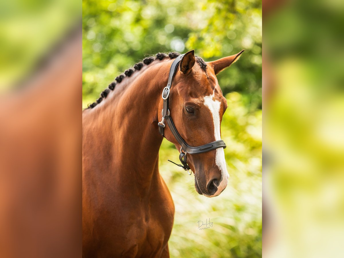 NRPS Stute 6 Jahre 165 cm Brauner in Tholen