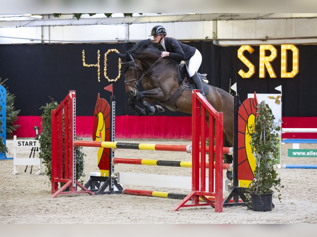 NRPS Stute 6 Jahre 165 cm in Lochem