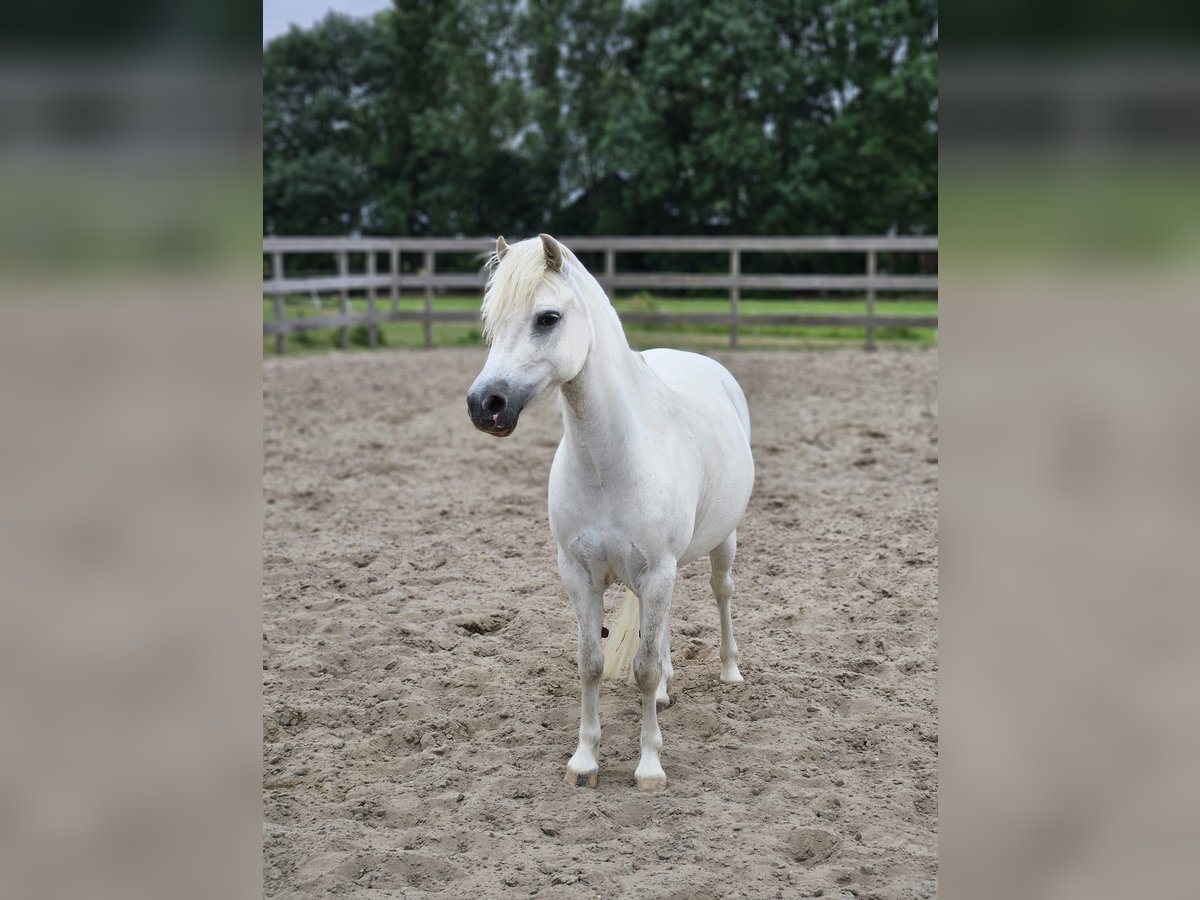 NRPS Stute 7 Jahre 116 cm Schimmel in Zevenhoven