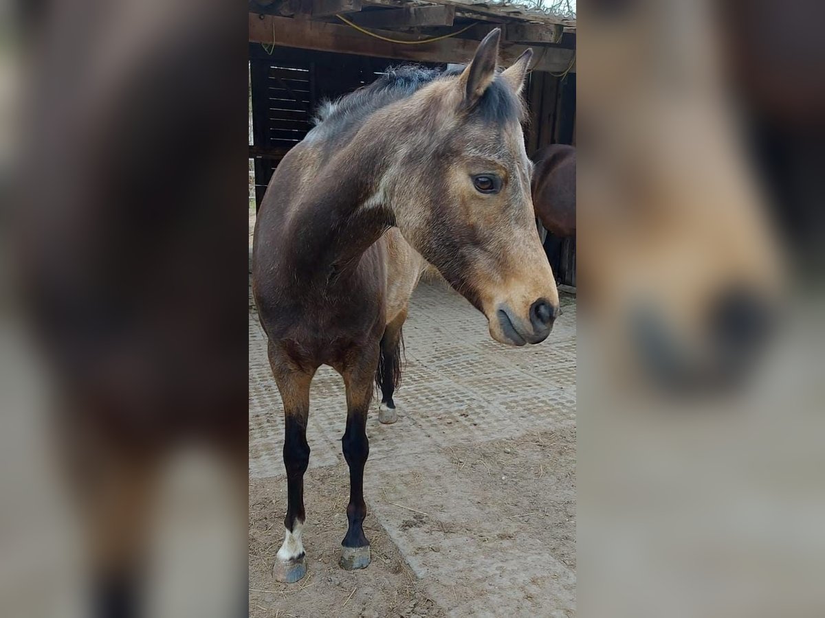 NRPS Stute 7 Jahre 145 cm Buckskin in Budenheim
