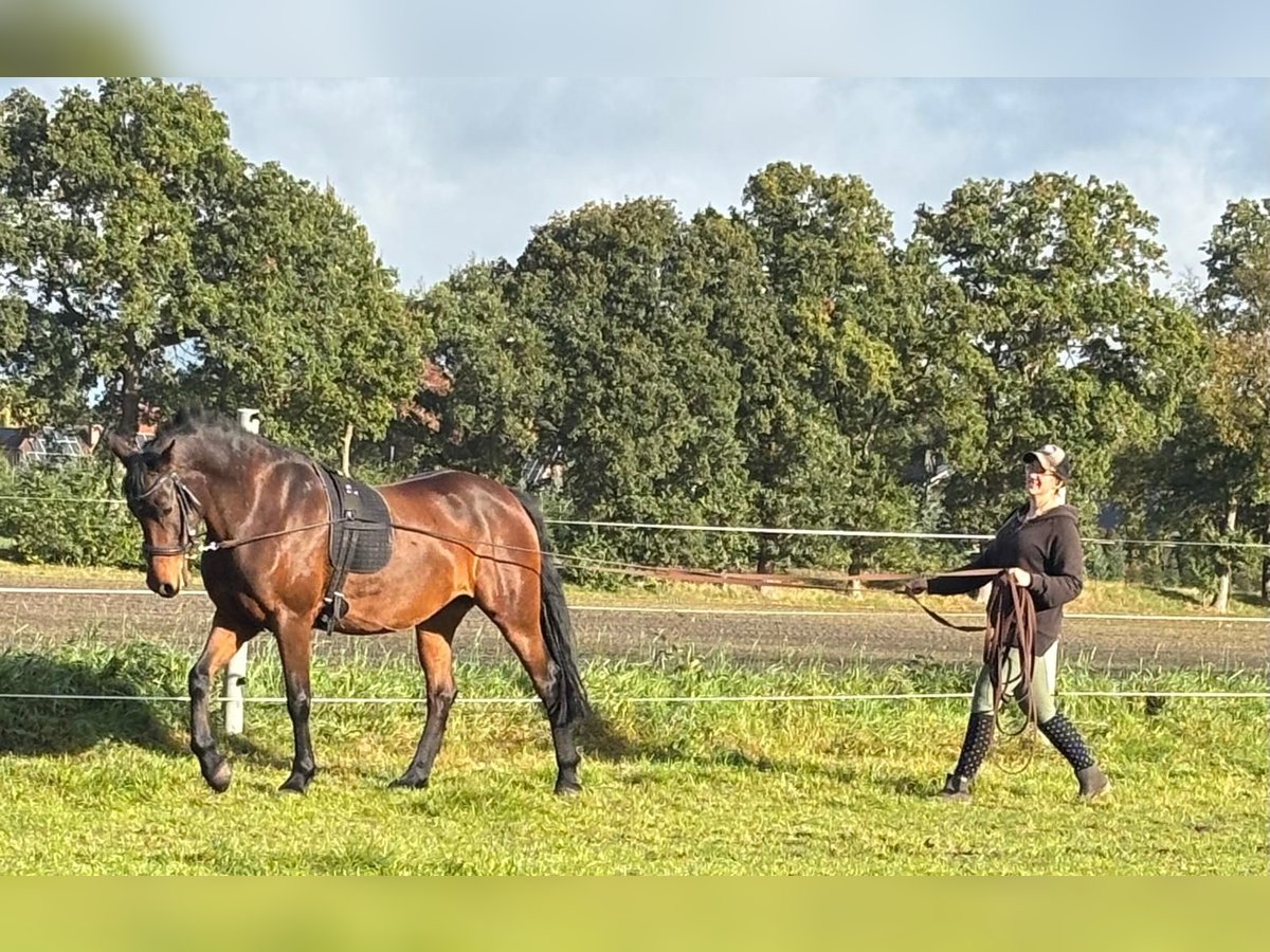 NRPS Mix Stute 7 Jahre 153 cm Brauner in Bar&#xDF;el
