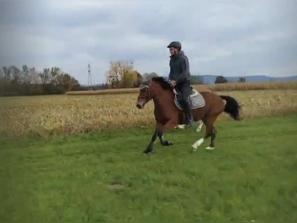 NRPS Stute 8 Jahre 145 cm Brauner in Neuried