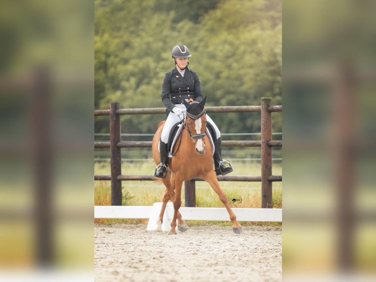 NRPS Stute 8 Jahre 146 cm Fuchs in Boornbergum