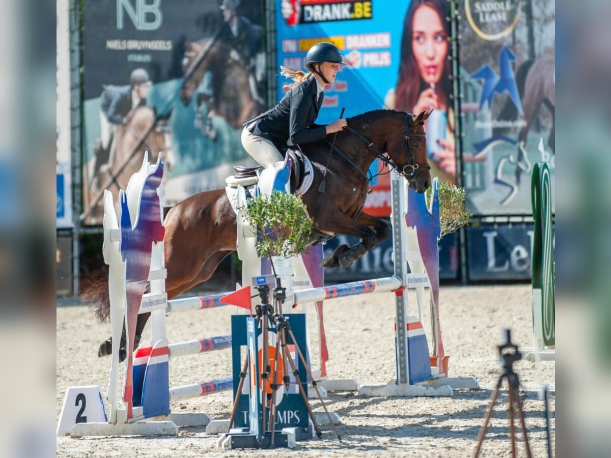 NRPS Mix Stute 9 Jahre 142 cm Schwarzbrauner in Oppuurs