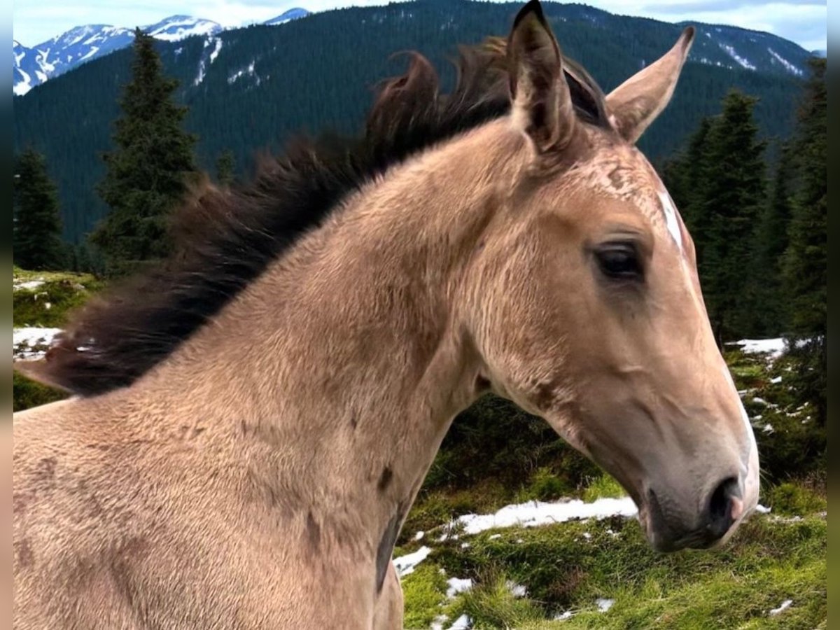 NRPS Stute Fohlen (04/2025) 136 cm Buckskin in Zwartewaal