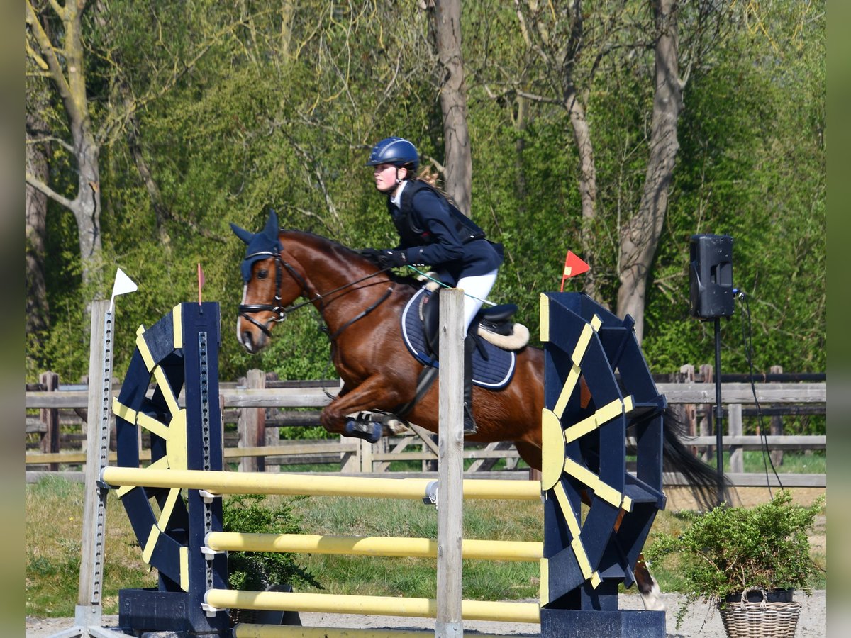 NRPS Wallach 11 Jahre 144 cm Brauner in Kapelle