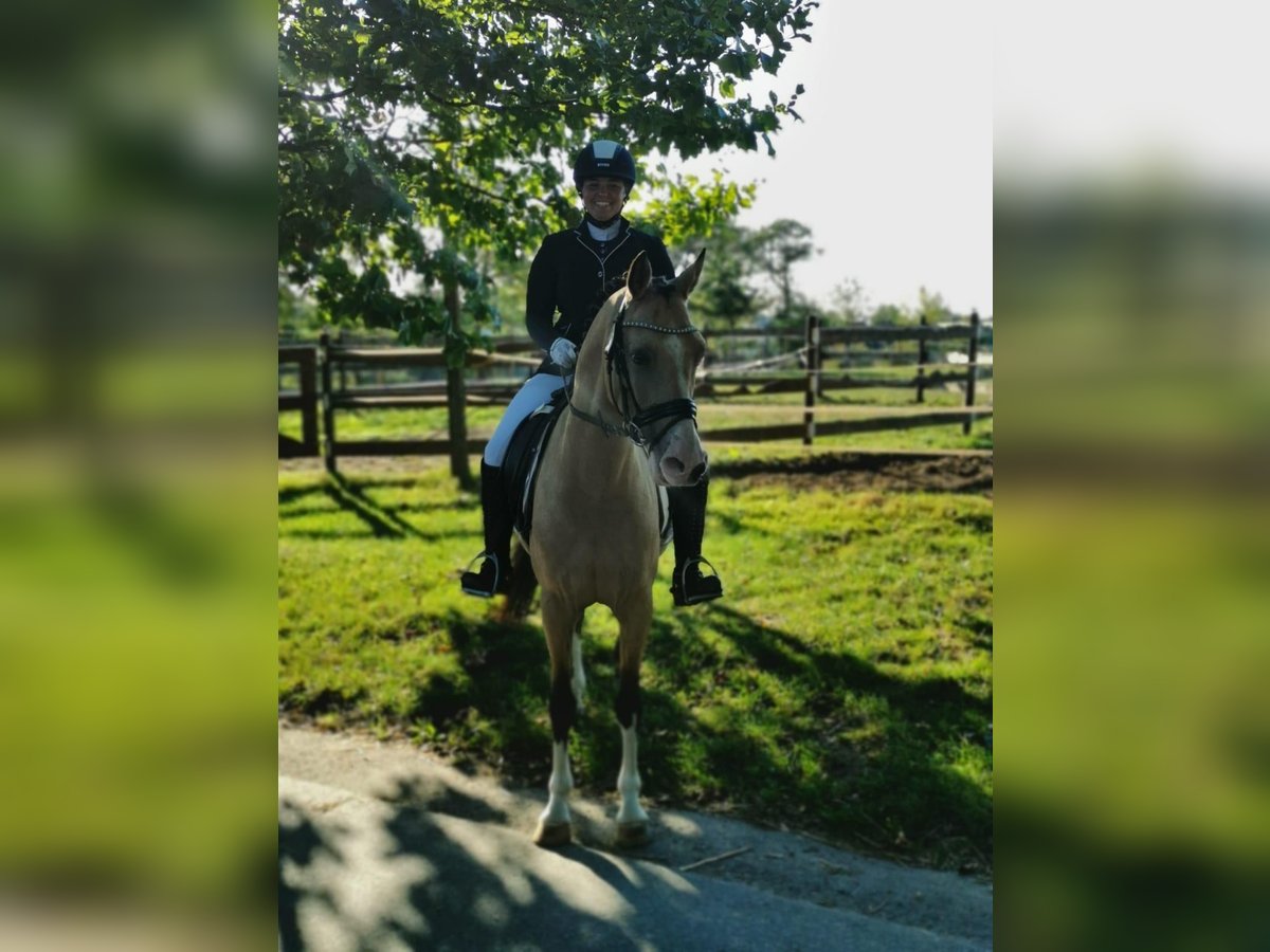 NRPS Wallach 13 Jahre 142 cm Falbe in Pulheim