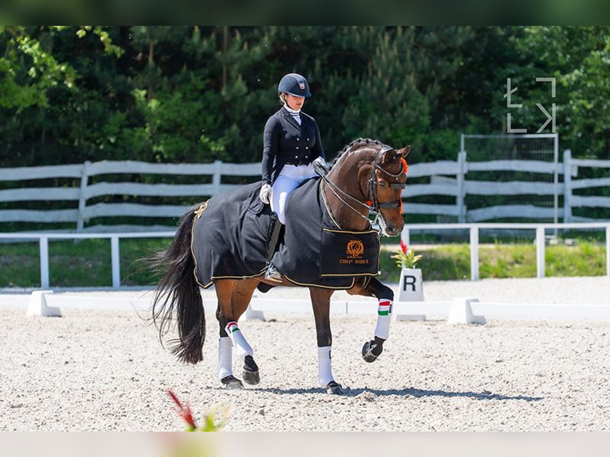 NRPS Wallach 13 Jahre 174 cm Rotbrauner in Werkendam