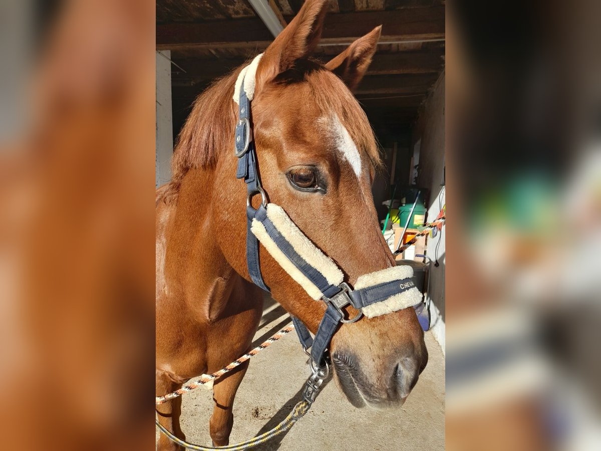 NRPS Wallach 14 Jahre 150 cm Dunkelfuchs in Traunstein