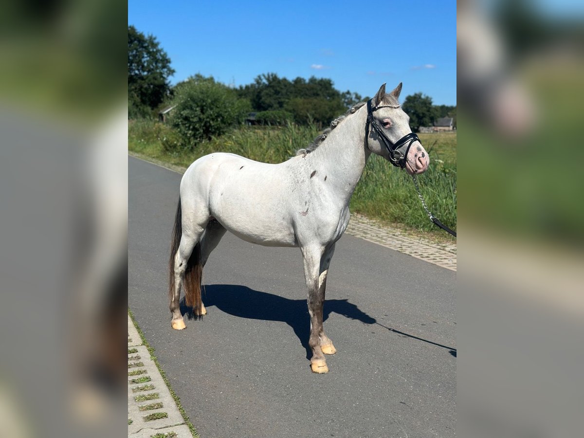 NRPS Wallach 3 Jahre 126 cm Tigerschecke in Wagenberg