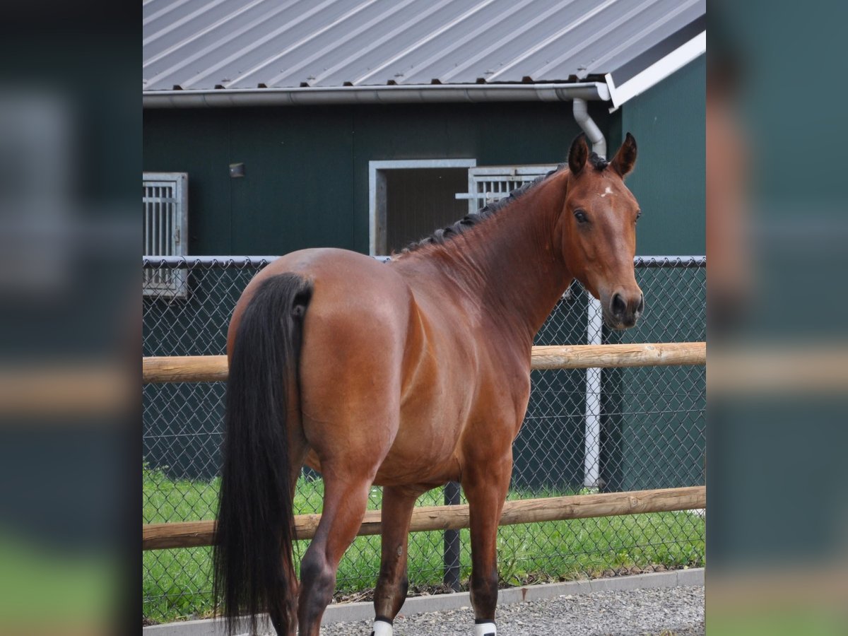 NRPS Mix Wallach 3 Jahre 147 cm Brauner in Venlo
