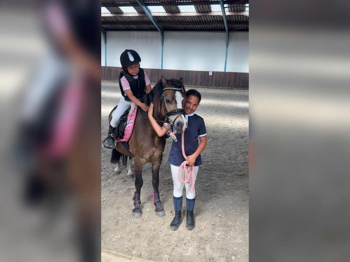 NRPS Wallach 3 Jahre 147 cm Dunkelfuchs in Harkema