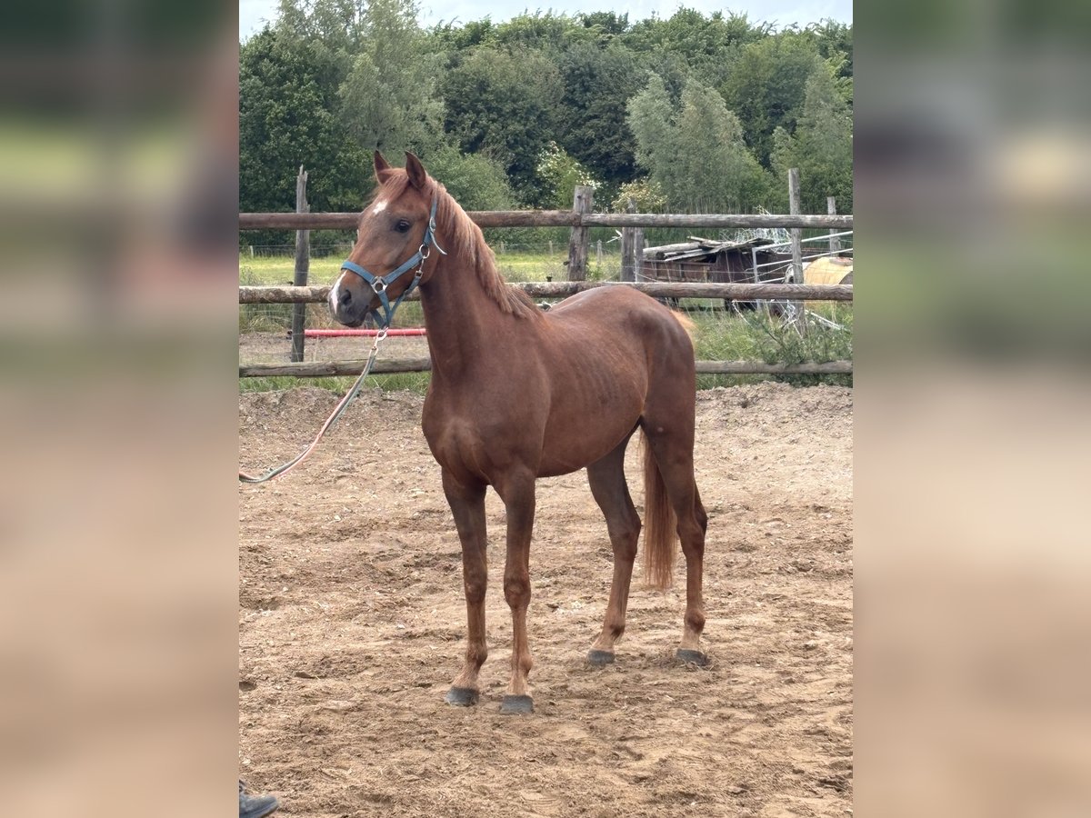 NRPS Wallach 3 Jahre 147 cm Dunkelfuchs in Werkhoven