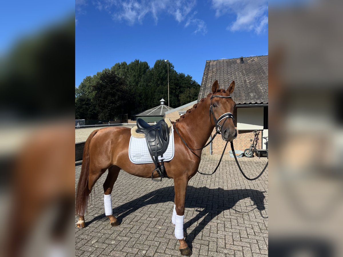 NRPS Wallach 3 Jahre 165 cm Rotfuchs in Roermond