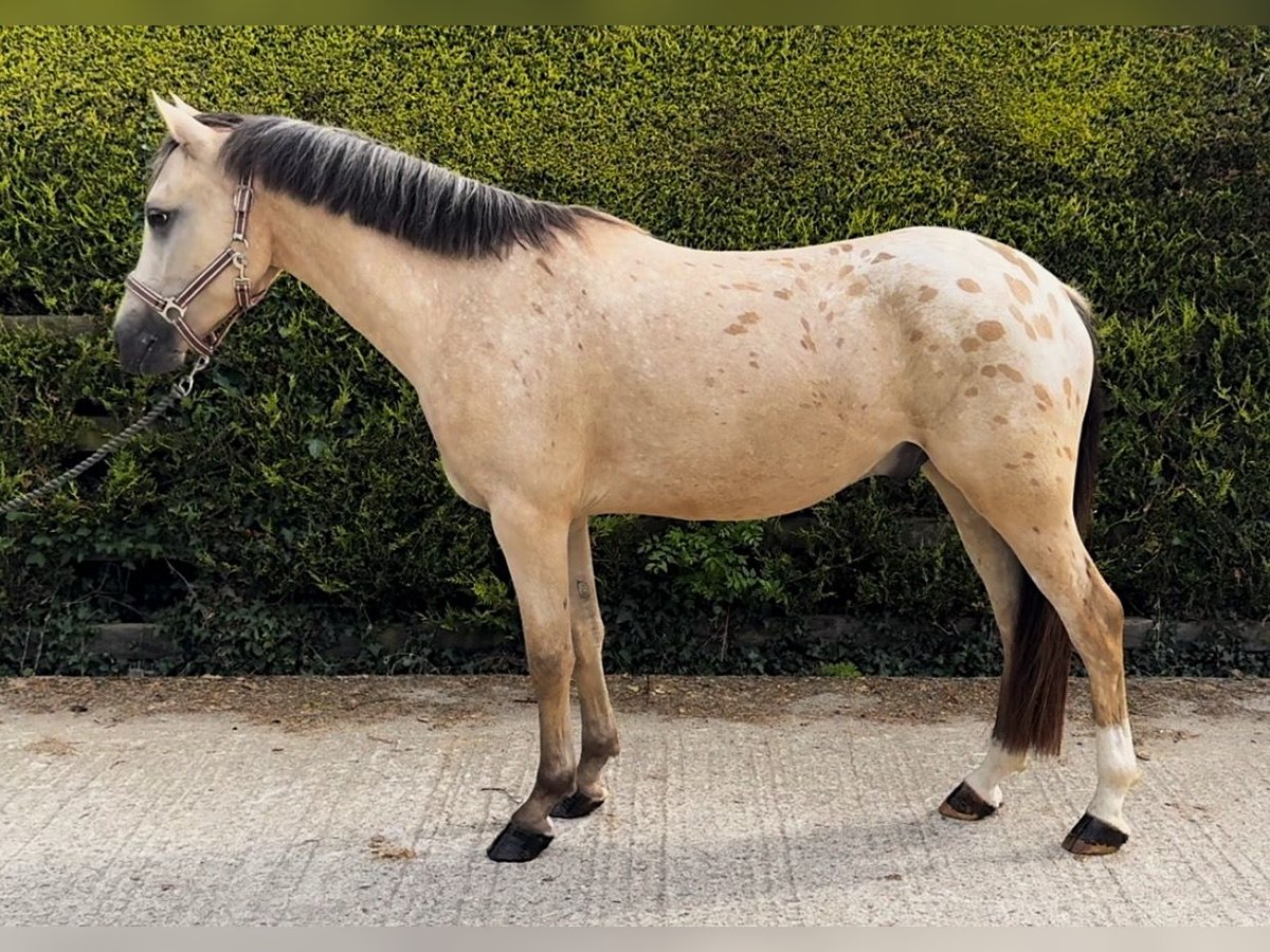 NRPS Wallach 4 Jahre 141 cm Falbe in Laois