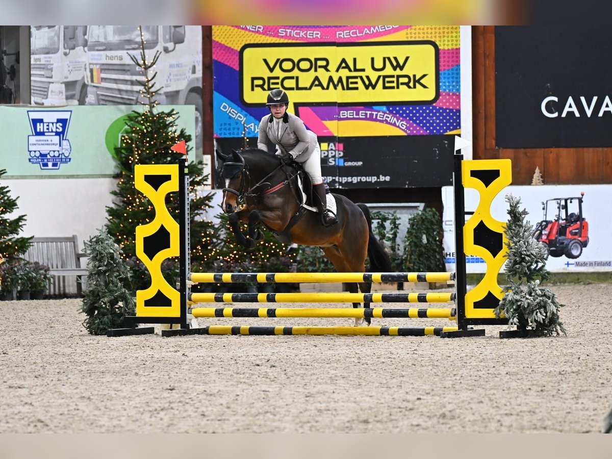NRPS Wallach 4 Jahre 146 cm Brauner in Maria Hoop