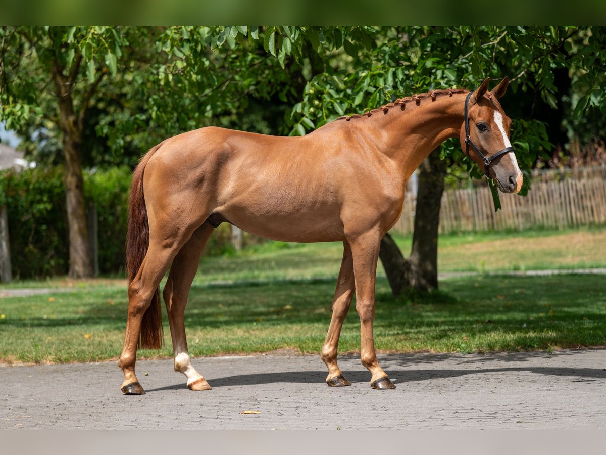 NRPS Wallach 4 Jahre 148 cm Fuchs in GROTE-BROGEL