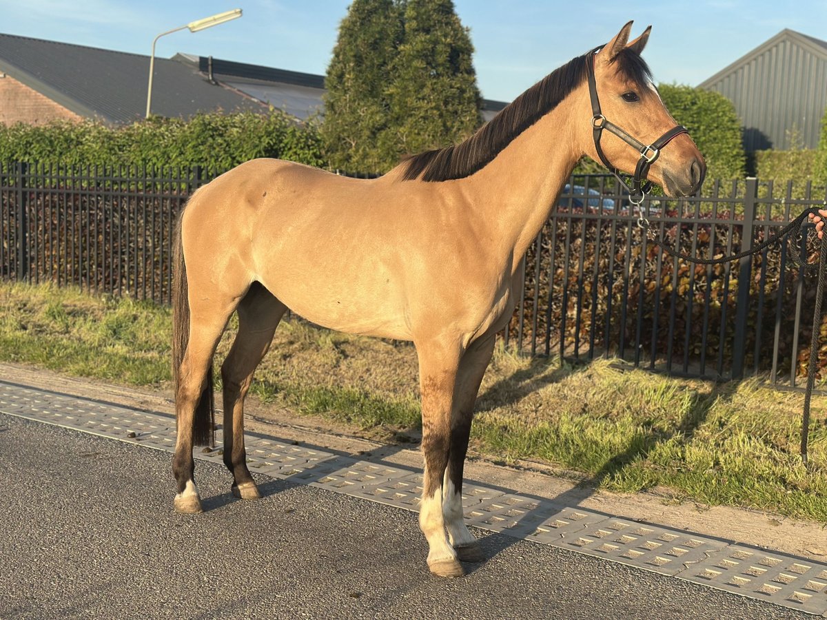NRPS Wallach 4 Jahre 162 cm in Wagenberg