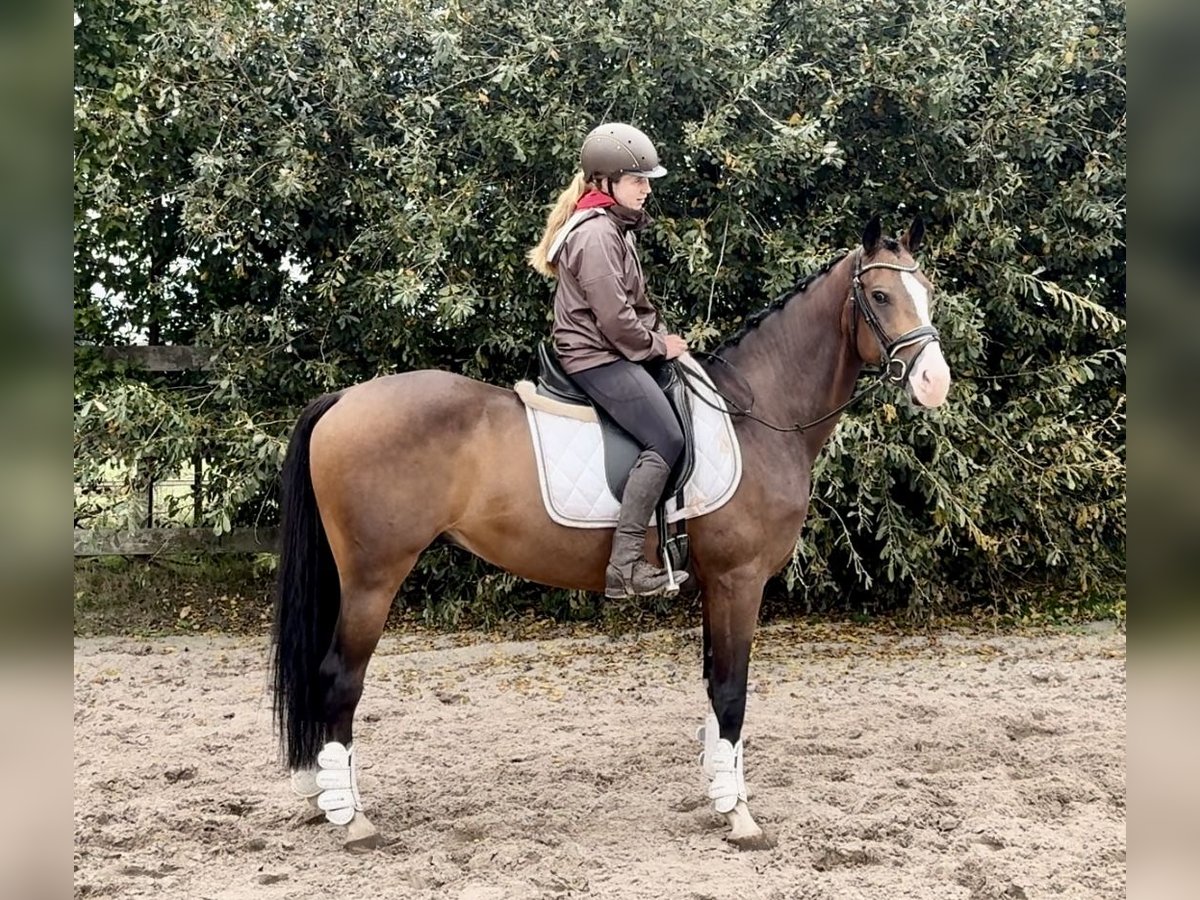 NRPS Wallach 5 Jahre 160 cm Dunkelbrauner in Barneveld