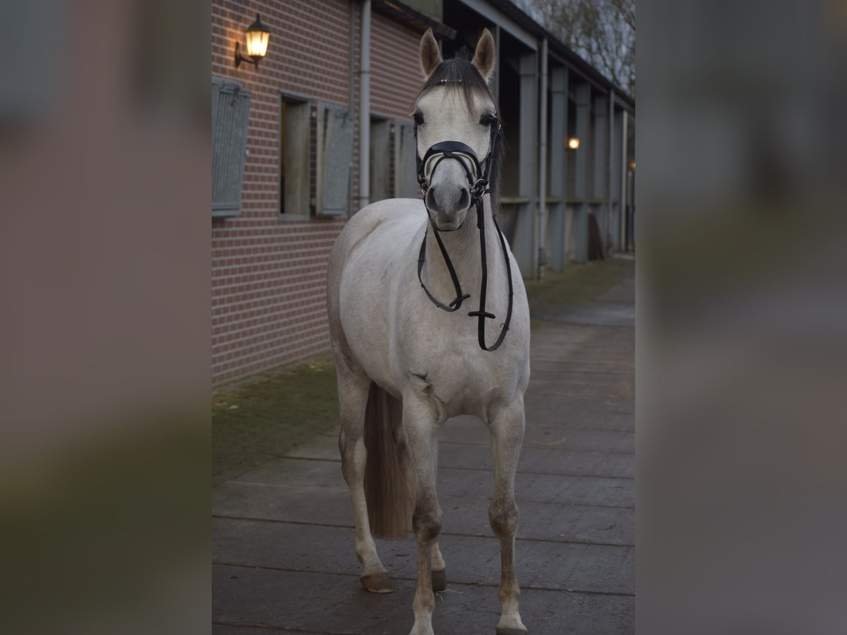 NRPS Mix Wallach 7 Jahre 148 cm Schimmel in Heumen