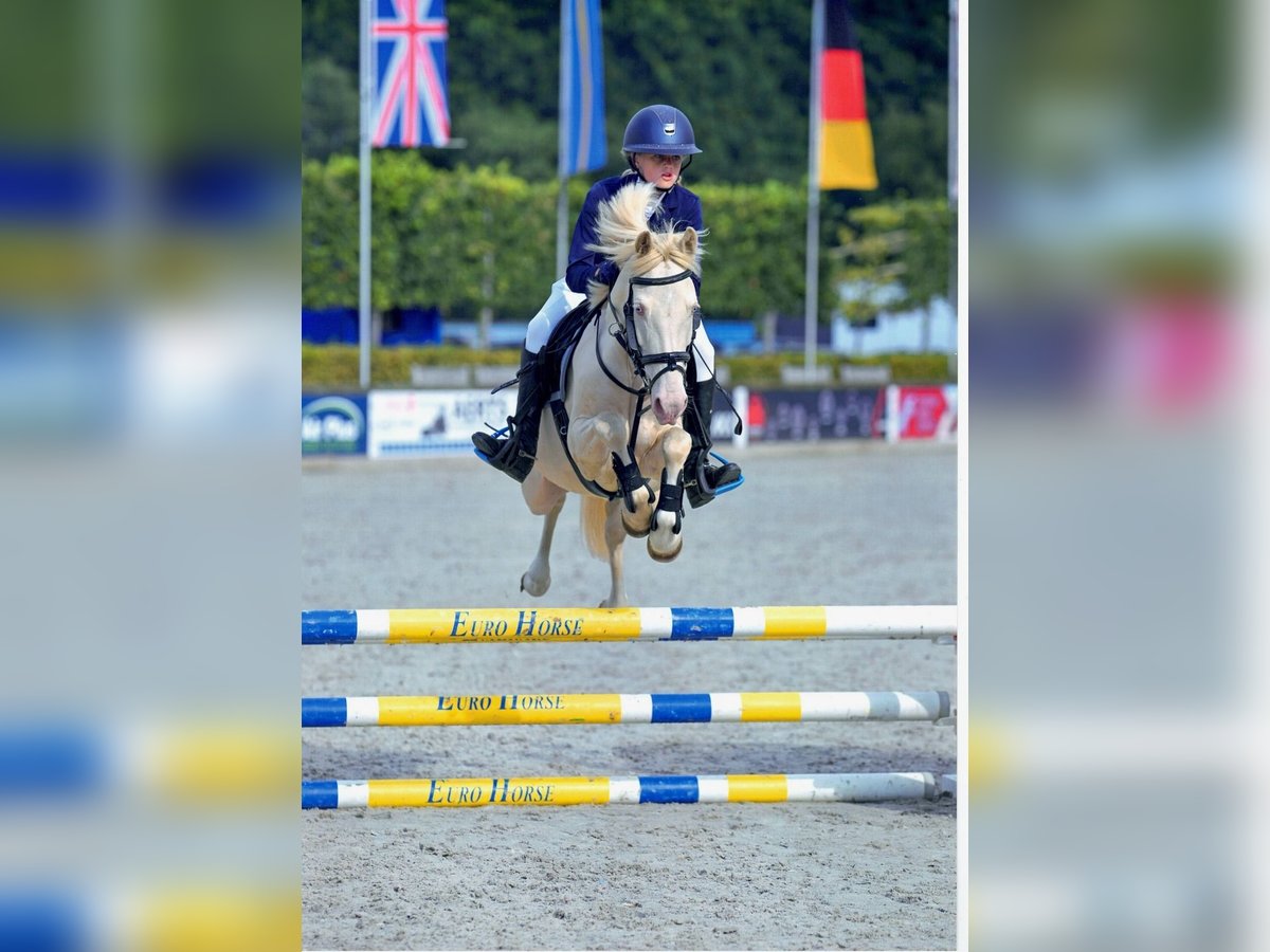 NRPS Wallach 8 Jahre 135 cm Cremello in Stabroek