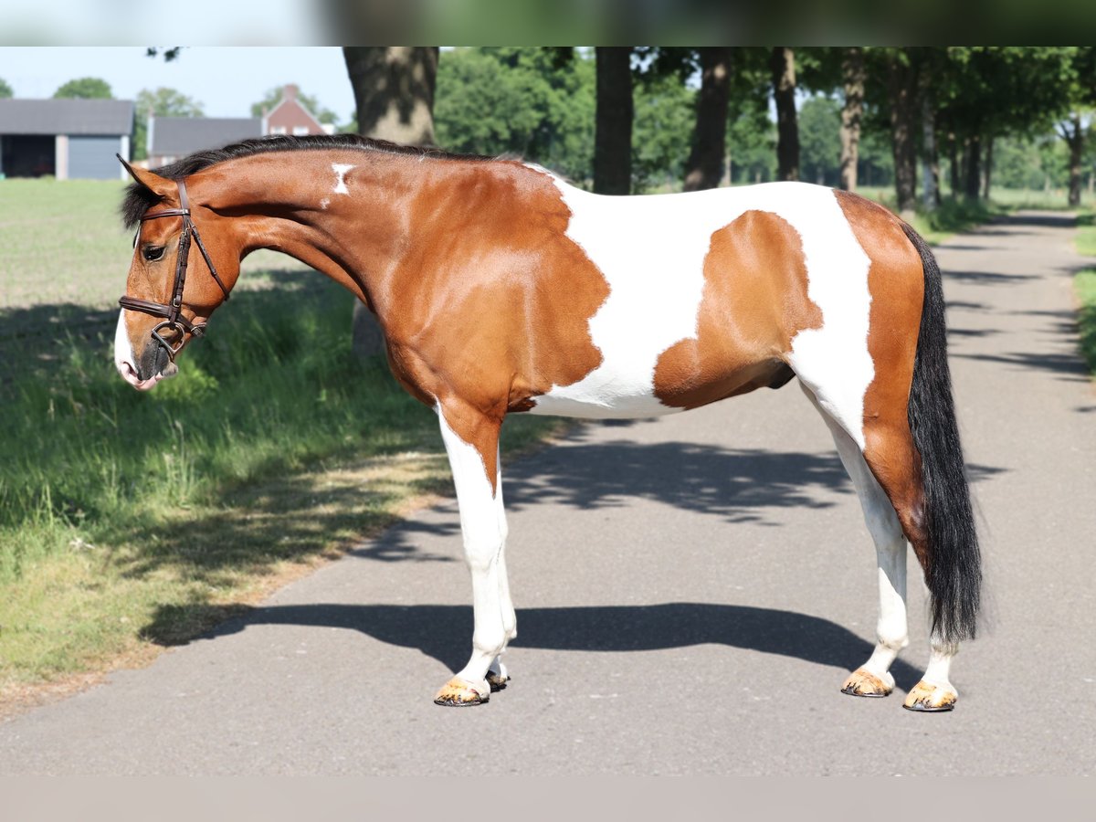 NRPS Wallach 8 Jahre Schecke in Moergestel