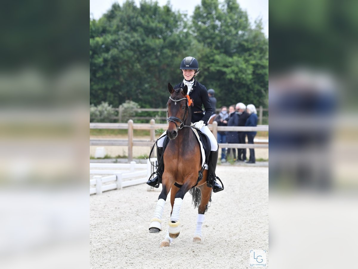 NRPS Wallach 9 Jahre 148 cm Brauner in Langdorp