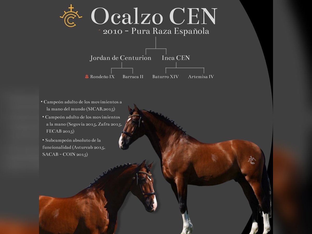 OCALZO CEN PRE Stallion Bay in HEUVELLAND