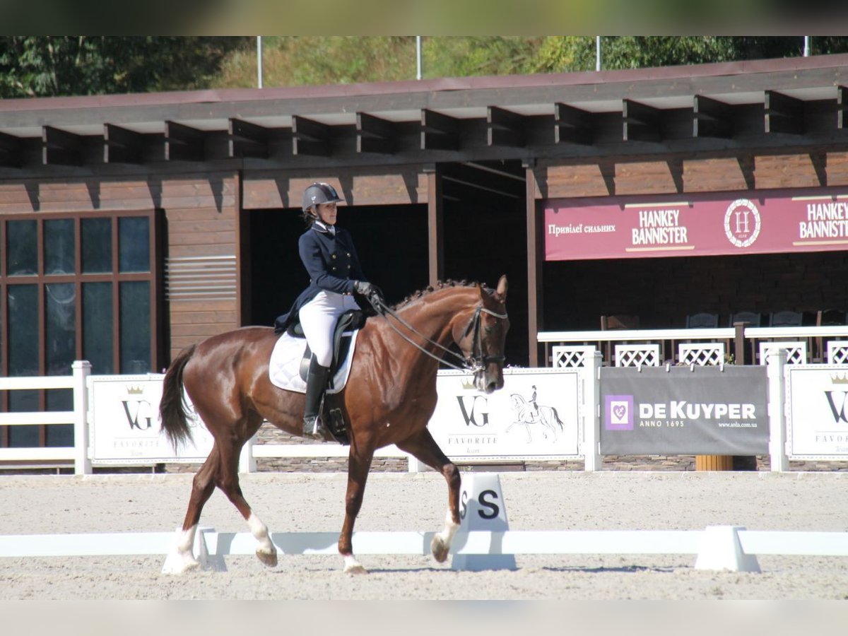 Oekraïner Hengst 13 Jaar 173 cm Red Dun in Lastrup