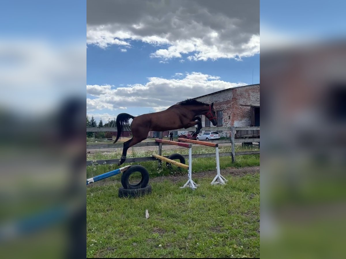 Oekraïner Merrie 4 Jaar 176 cm Roodbruin in Kotiv, Volyn region