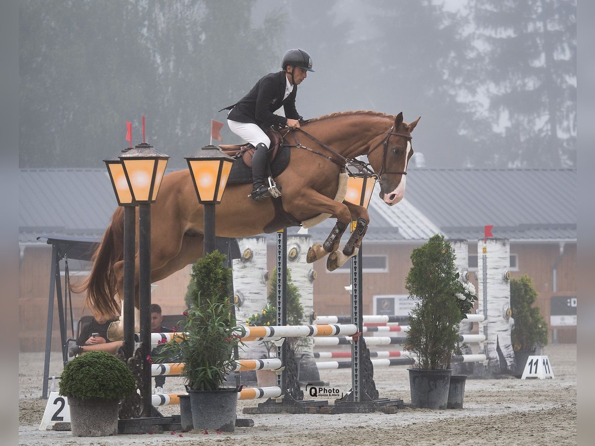 Oekraïner Ruin 4 Jaar 172 cm Donkere-vos in Kronenberg